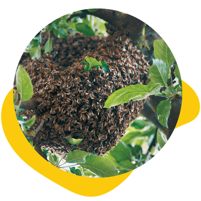 Dense brown cluster of thousands of honey bees swarming on a leafy green tree branch