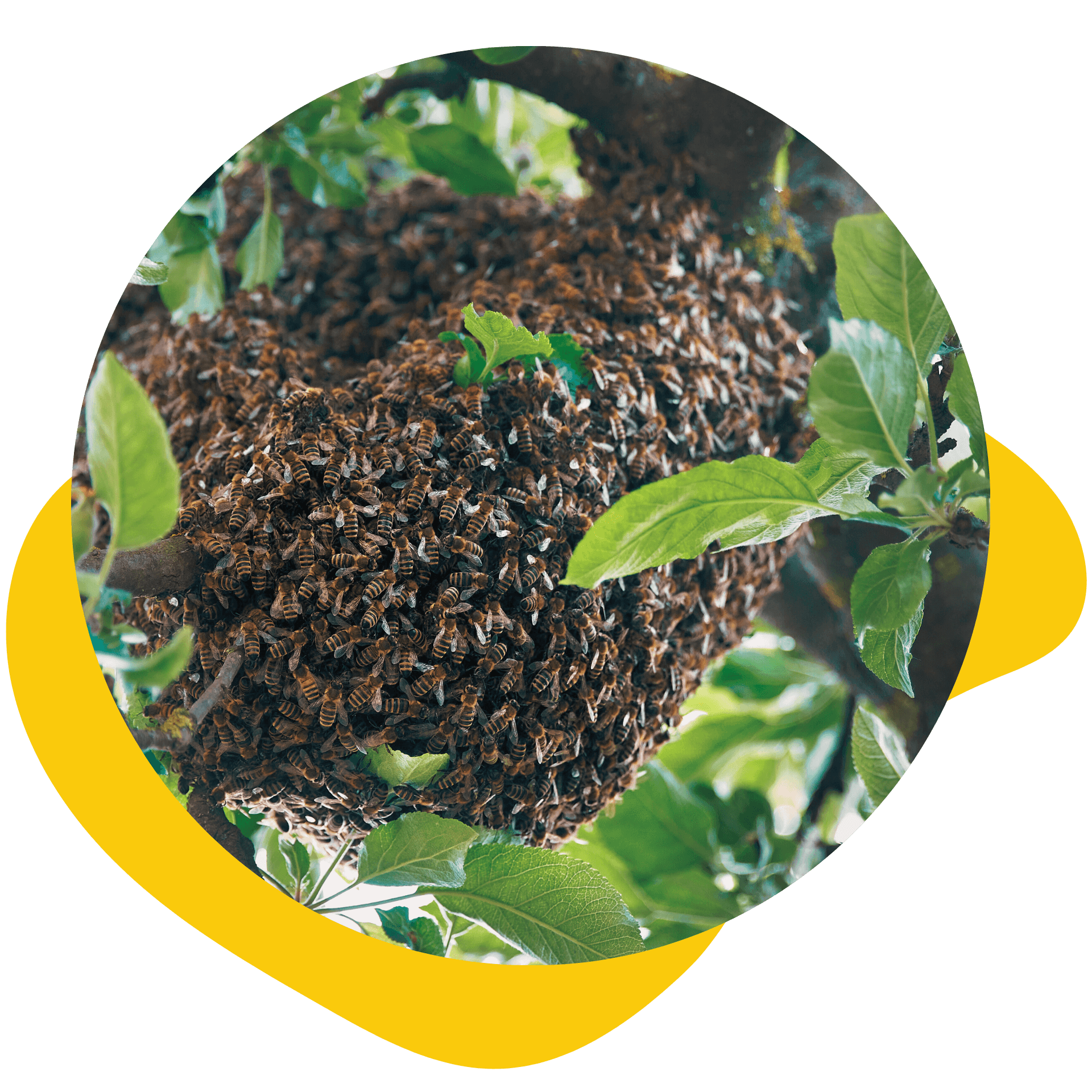 Bee swarm on a tree