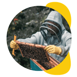 Beekeeper collecting bees