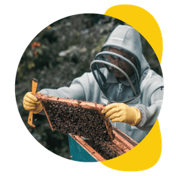 Beekeeper collecting bees