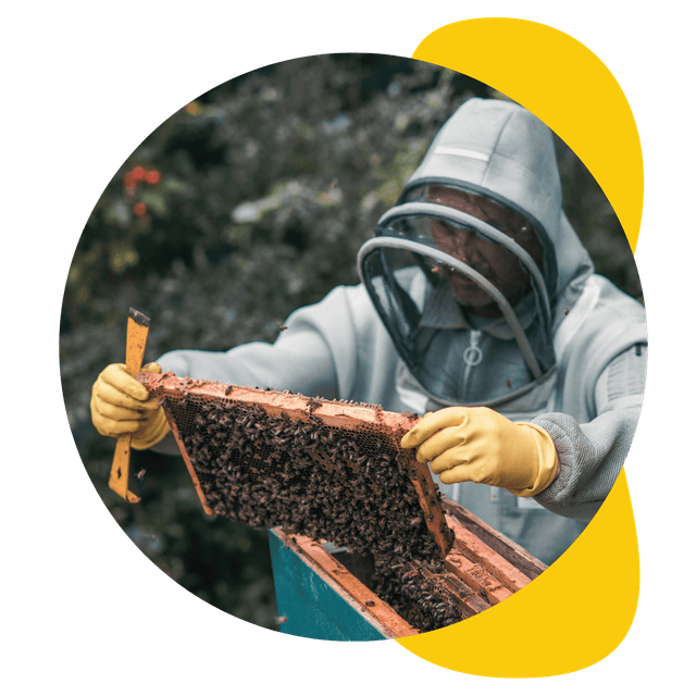 Beekeeper working with a hive