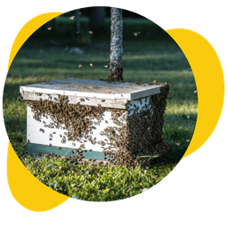 Managed bee relocation box