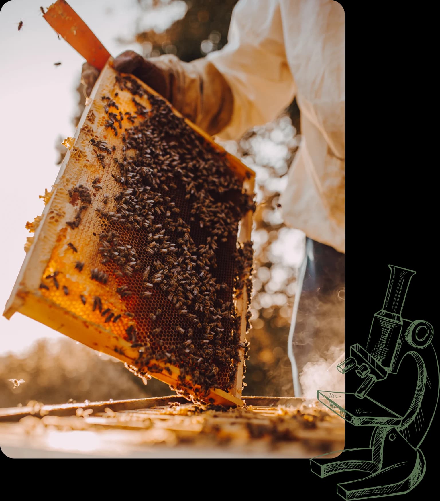 Beekeeper frame with microscope illustration