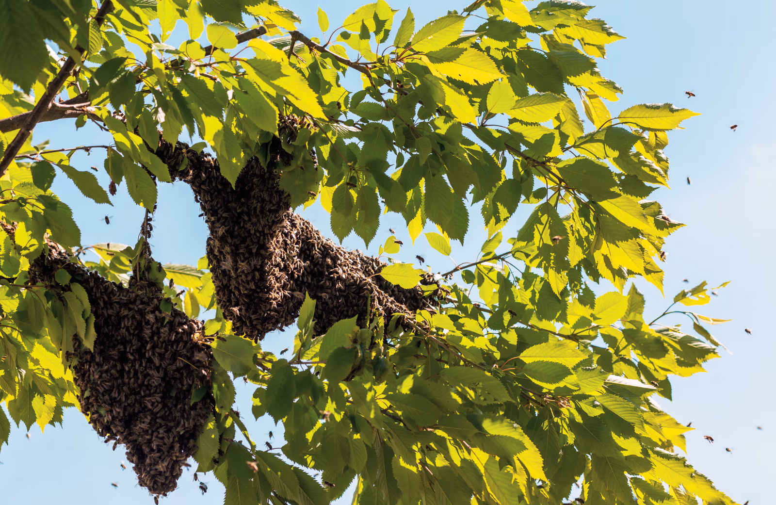 Two clusters of brown honey bees swarming on the leafy branches of a green tree against a blue sky, with scattered bees flying nearby