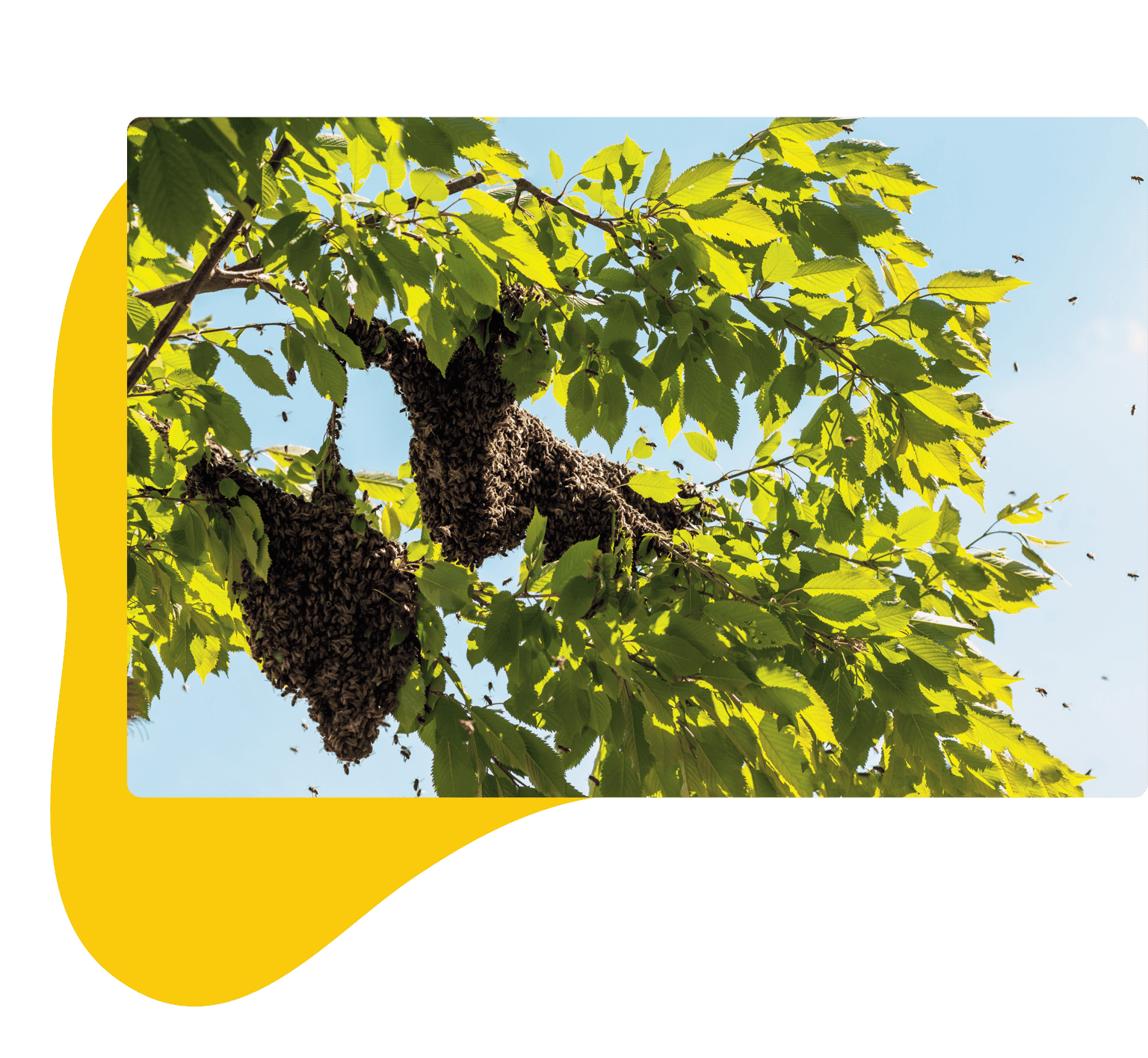 Honey bee swarm draped across the branches of a sunlit green tree, viewed from below against a blue sky