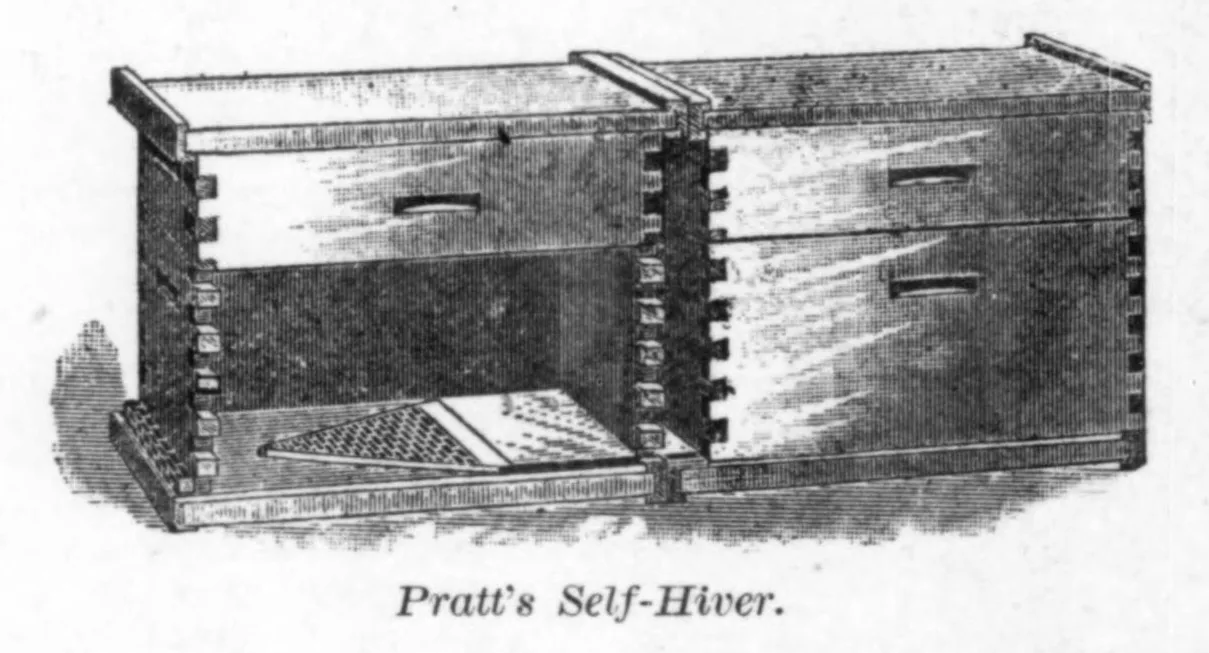 A nineteenth-century engraving of Pratt's Self-Hiver: two dovetailed wooden hive boxes joined side by side, with a perforated sheet at the entrance between them
