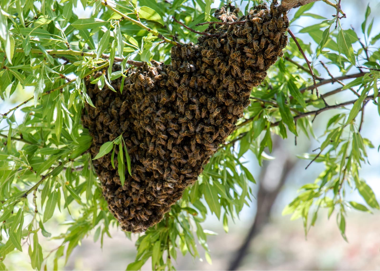 Bee swarm