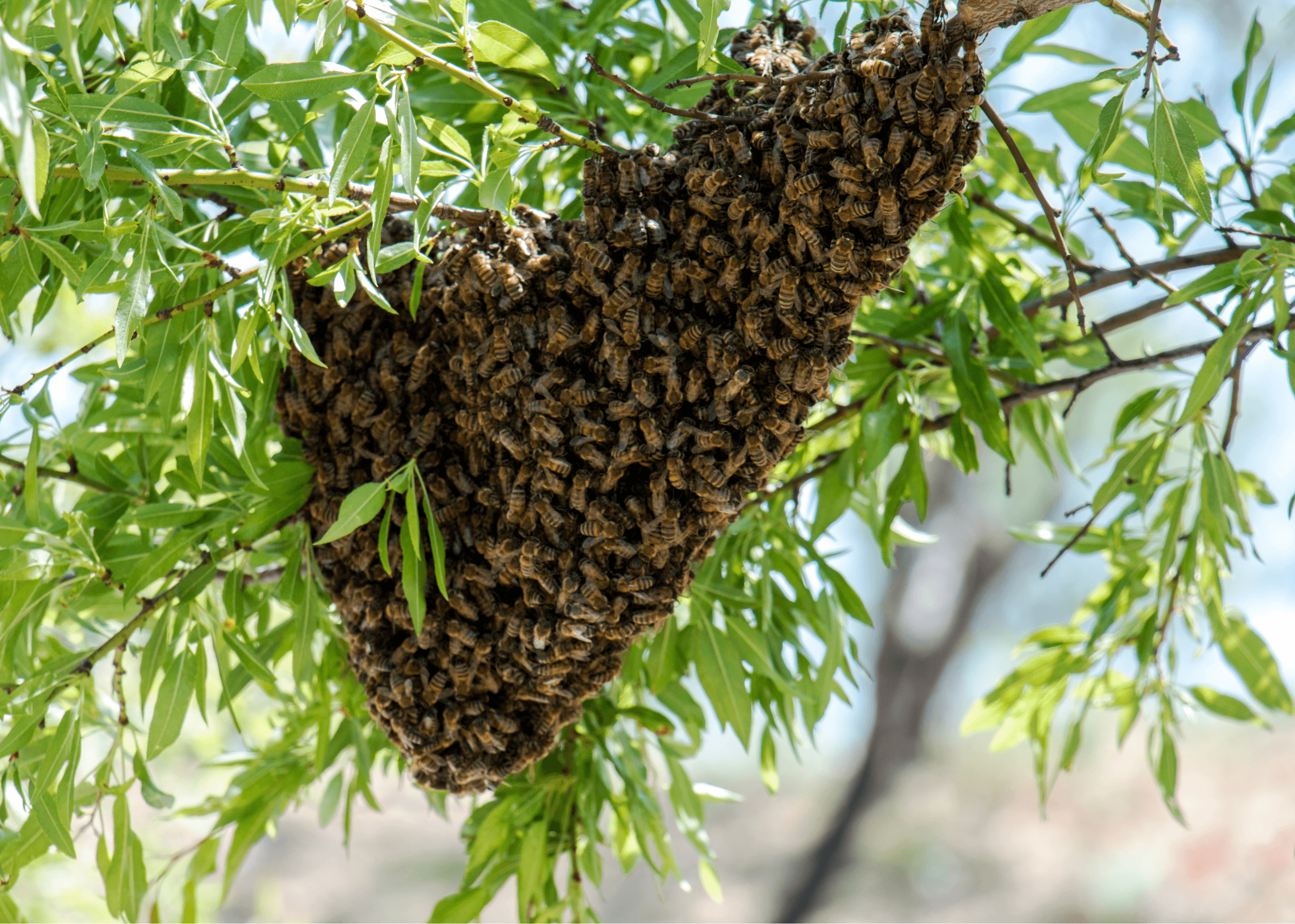Bee swarm claimed by a local beekeeper in Mountain View, California