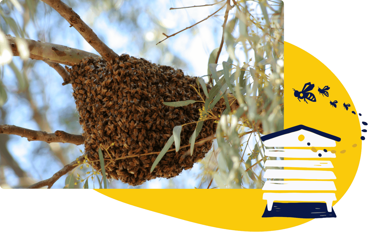Teardrop-shaped honey bee swarm hanging from a slender eucalyptus branch against a blue sky
